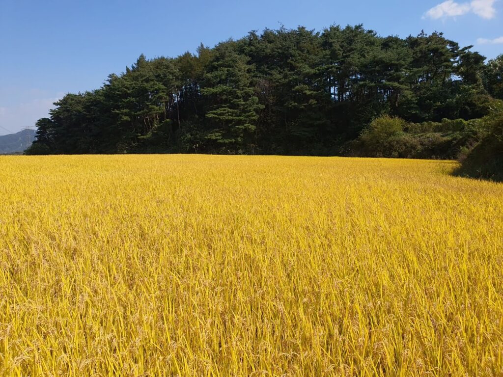 장애인이 받은 재산에 대하여 증여세가 면제되는 재산인 부동산 중 잘 익은 벼와 산을 배경으로 하는 농지입니다.