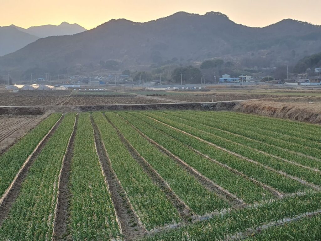 대표적인 소득세 비과세 대상사업인 작물재배업인 논농사 풍경을 보여주고 있습니다.