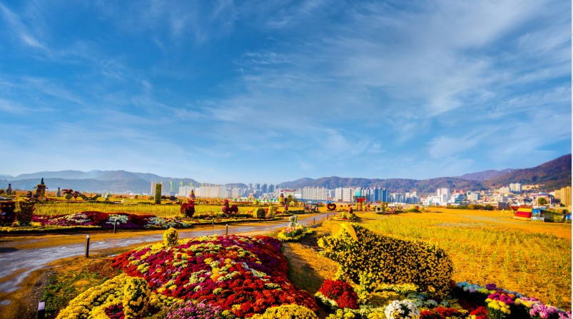 마산국화축제 사진입니다. 이 사진은 창원관광 홈페이지에서 가져왔습니다.